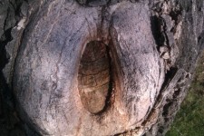 Hole in the tree