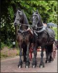 Dutch Authentic Carriages 05