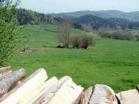 Wood, Meadows And Woodland