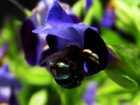 Miel de abeja chupando flores 02