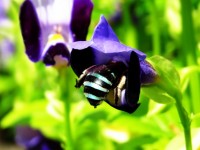 Honig Biene saugt Blume