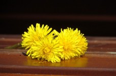 黄色の花に昆虫
