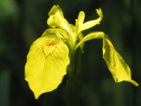 Iris des marais 2