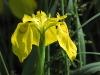 Iris des marais 3