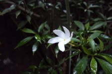 Jasmin blomma