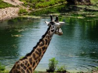 KC зоопарке жирафа