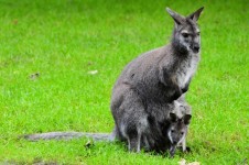 Kangaroo And Young