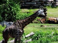 Kansas City Zoo Giraffe