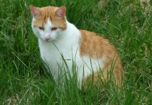 Macska ül a fűben