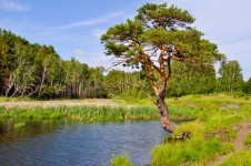 Paesaggio con albero di pino e il lago