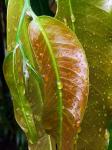 Blätter mit Wassertropfen
