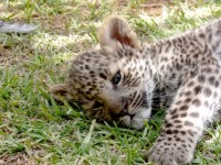 Bébé léopard couché