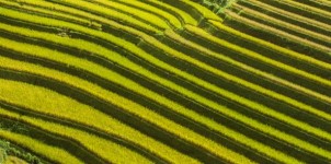 Linjer av risfält # 1