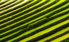Lines Of Rice Field