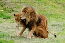 León y leona - Animales