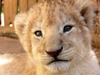 Lion cub sguardo
