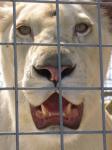 Löwe im Käfig