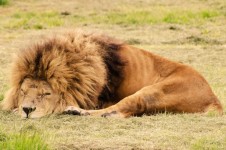 Śpiąca Lion