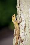 Lizard Head Close Up On The Tree