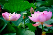 Lotus Paire