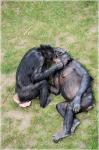 Love Monkeys Bonobos 11