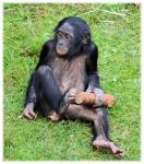 Love Monkeys Bonobos 5