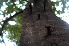 ногтями по дереву
