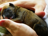 Boxer filhote de cachorro recém-nascido