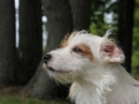Norfolk terrier profile