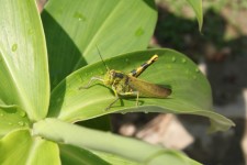 One Leg Grasshopper On The Leaf