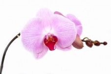 Orquídea - Flor