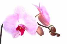 Orchid - Fiore