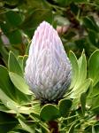 Painted King Protea Bud