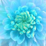 Fleur turquoise peint