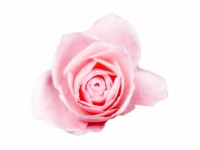 Festmény egy rózsaszín rózsa
