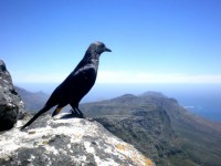 Painting of bird on mountaintop