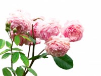 Festés rózsaszín rózsa