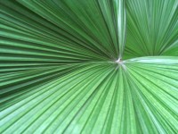 Пальмовых листьев фона