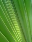 Palm Leaf háttér