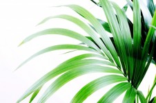 Frunze de palmier