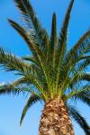 Palm Tree și cer
