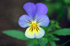 Pansy Purple Flower
