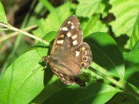 Brown Butterfly 2