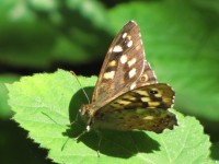 Brown Butterfly 3