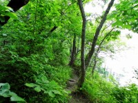Caminho na floresta