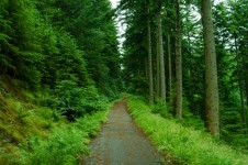 Caminho através da floresta