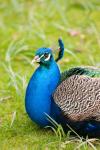 Peafowl, Peacock Bird