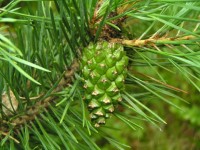 Rama de pino con cono de color verde