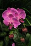 Ping große Orchidee in Singapur