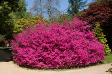 Pink Flower Bush